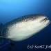 shark_whale_dr_ci_h_0068_cos3790.jpg